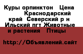 Куры орпинктон › Цена ­ 500 - Краснодарский край, Северский р-н, Ильский пгт Животные и растения » Птицы   